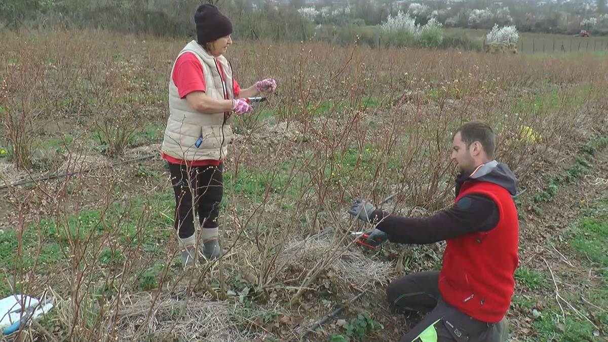 David iz Svilajnca (7).jpg