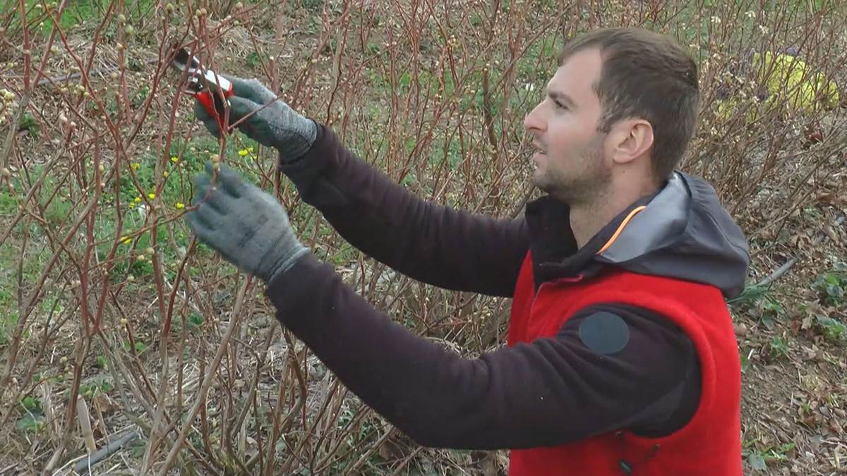 David iz Svilajnca (8).jpg