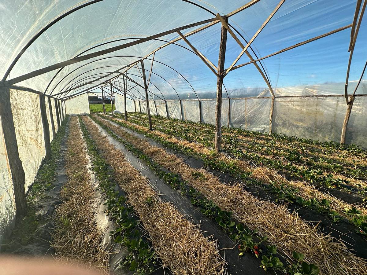 Prve domaće a organske jagode (4).jpg