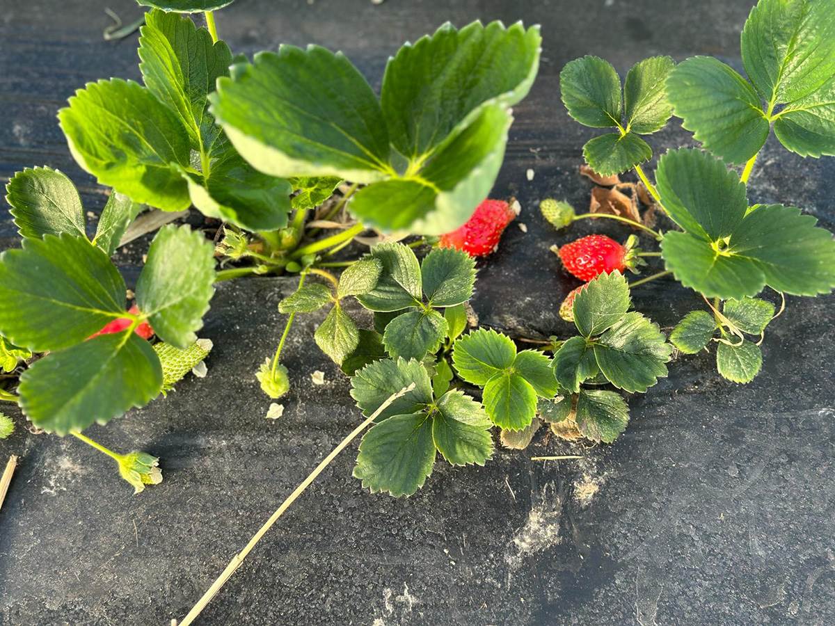 Prve domaće a organske jagode (5).jpg