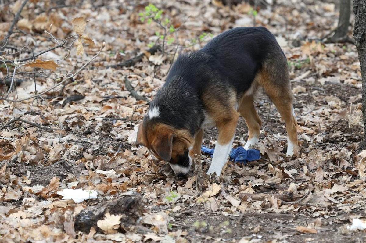 FOTOGRAFIJE SA MESTA NESTANKA DANKE ILIĆ (23) copy.jpg