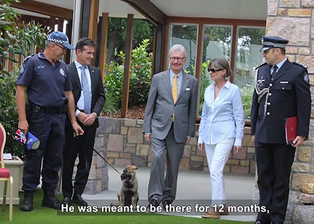 Policijski pas Gavel (2).jpg