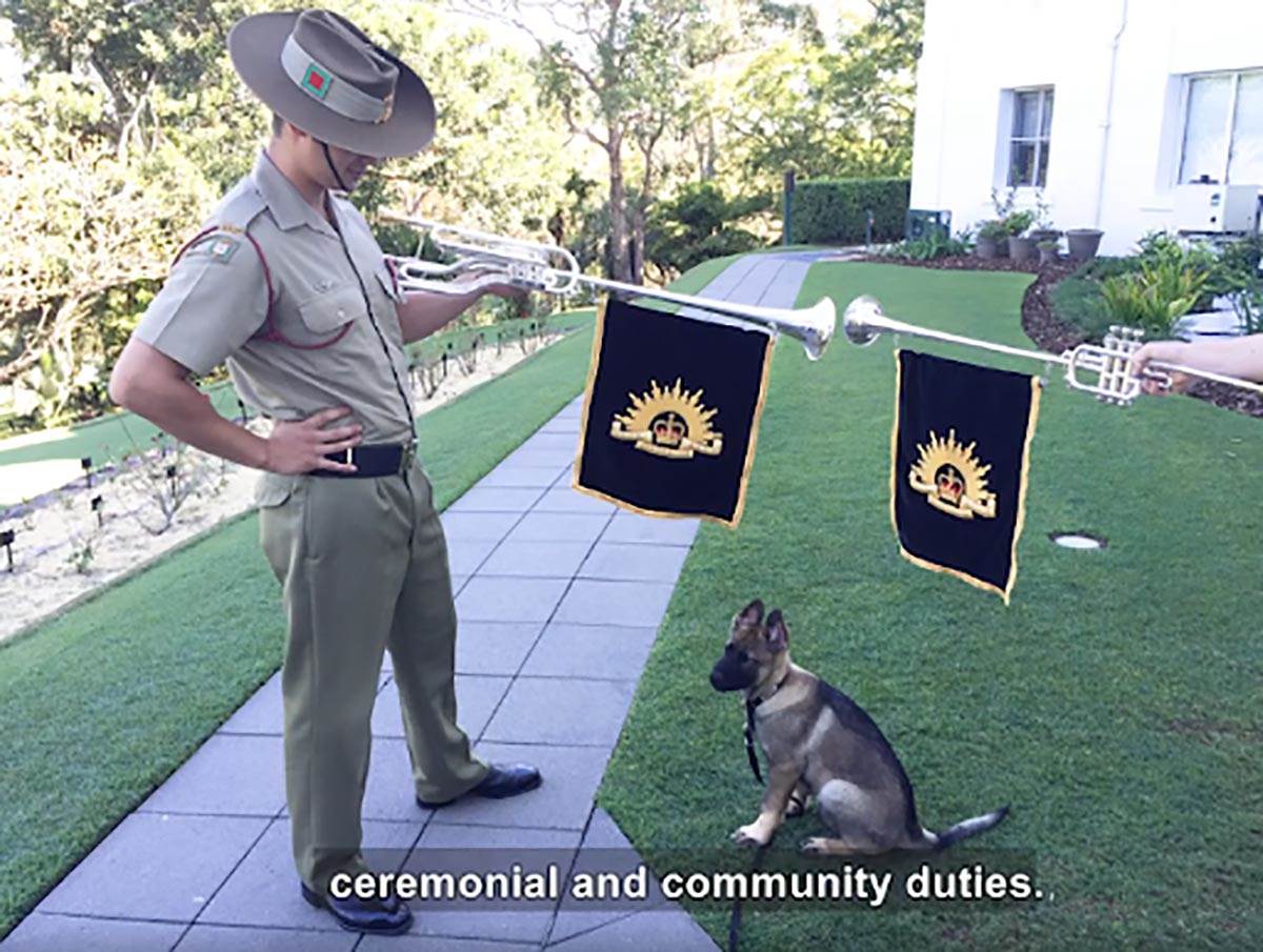 Policijski pas Gavel (5).jpg