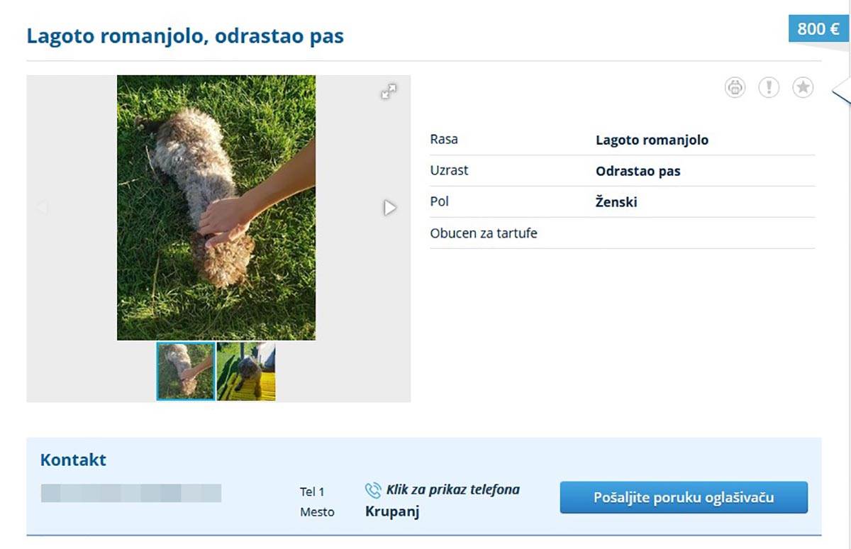 prodaja pasa (7).jpg