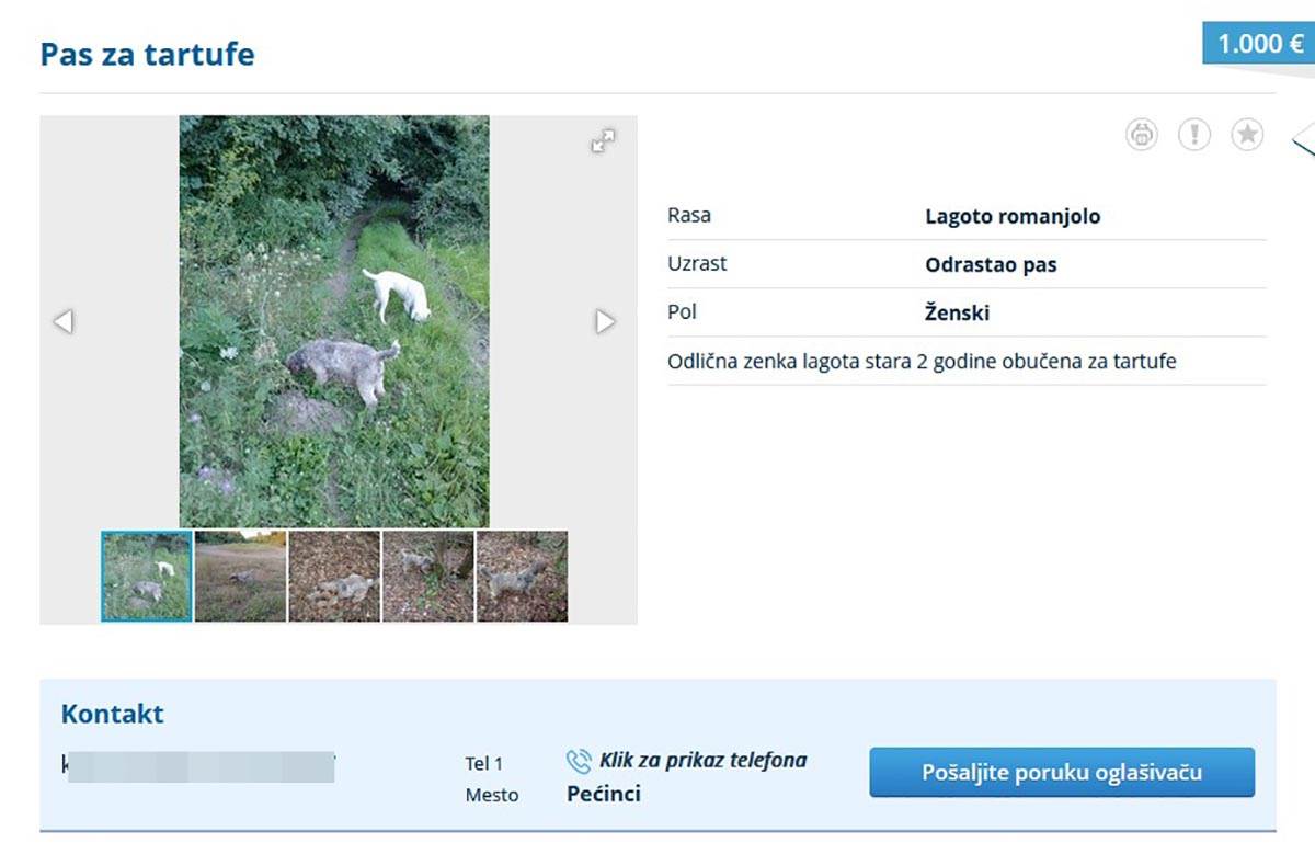 prodaja pasa (3).jpg