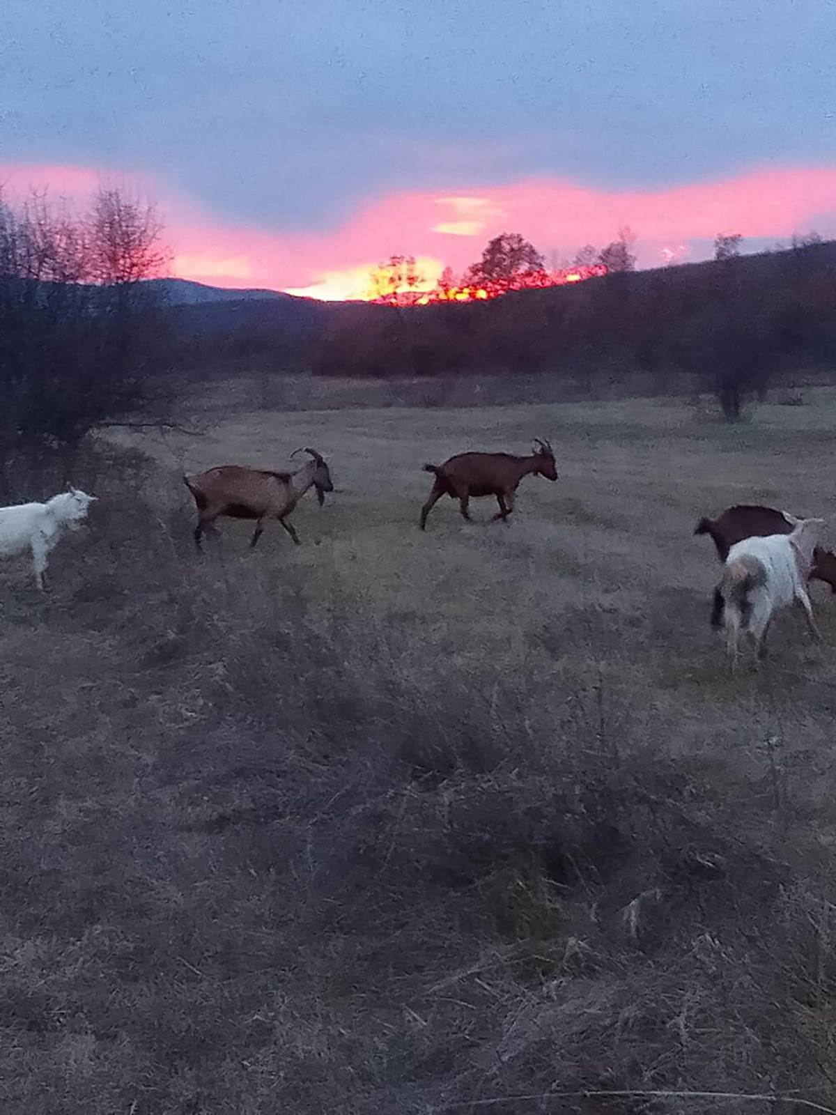 Siniša i Višnja (4).jpg