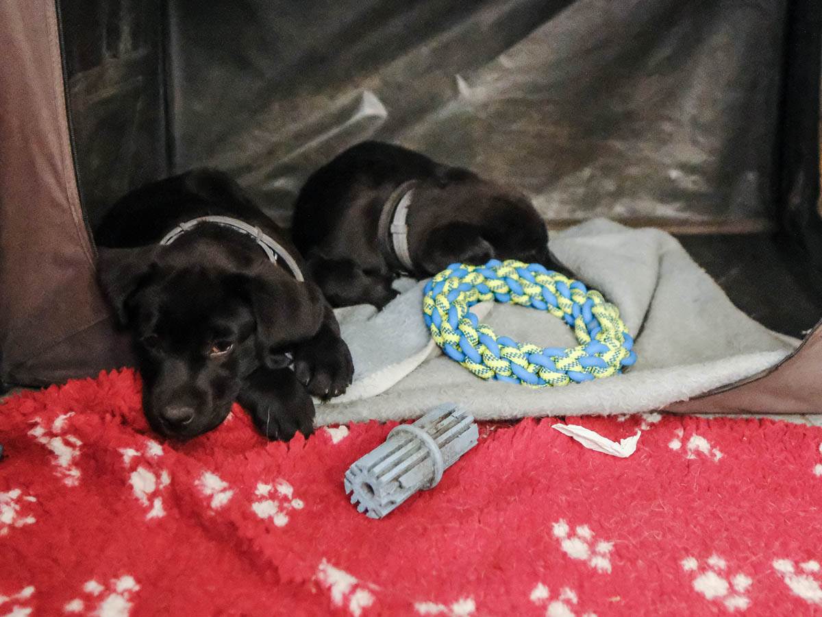 vesna_nestorović_psi_vodiči_za_slepe_stefan_stojanović_1 (11).jpg