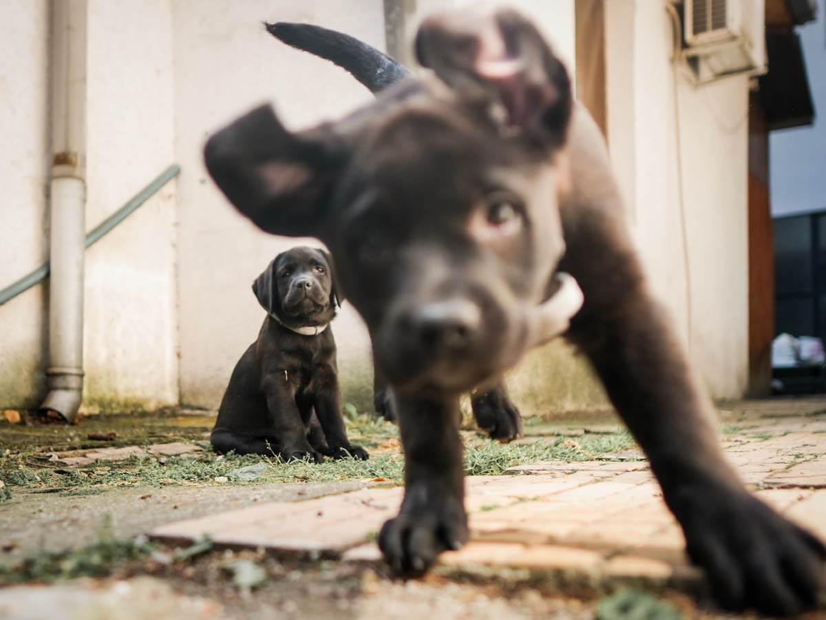 vesna_nestorović_psi_vodiči_za_slepe_stefan_stojanović_1 (22).jpg