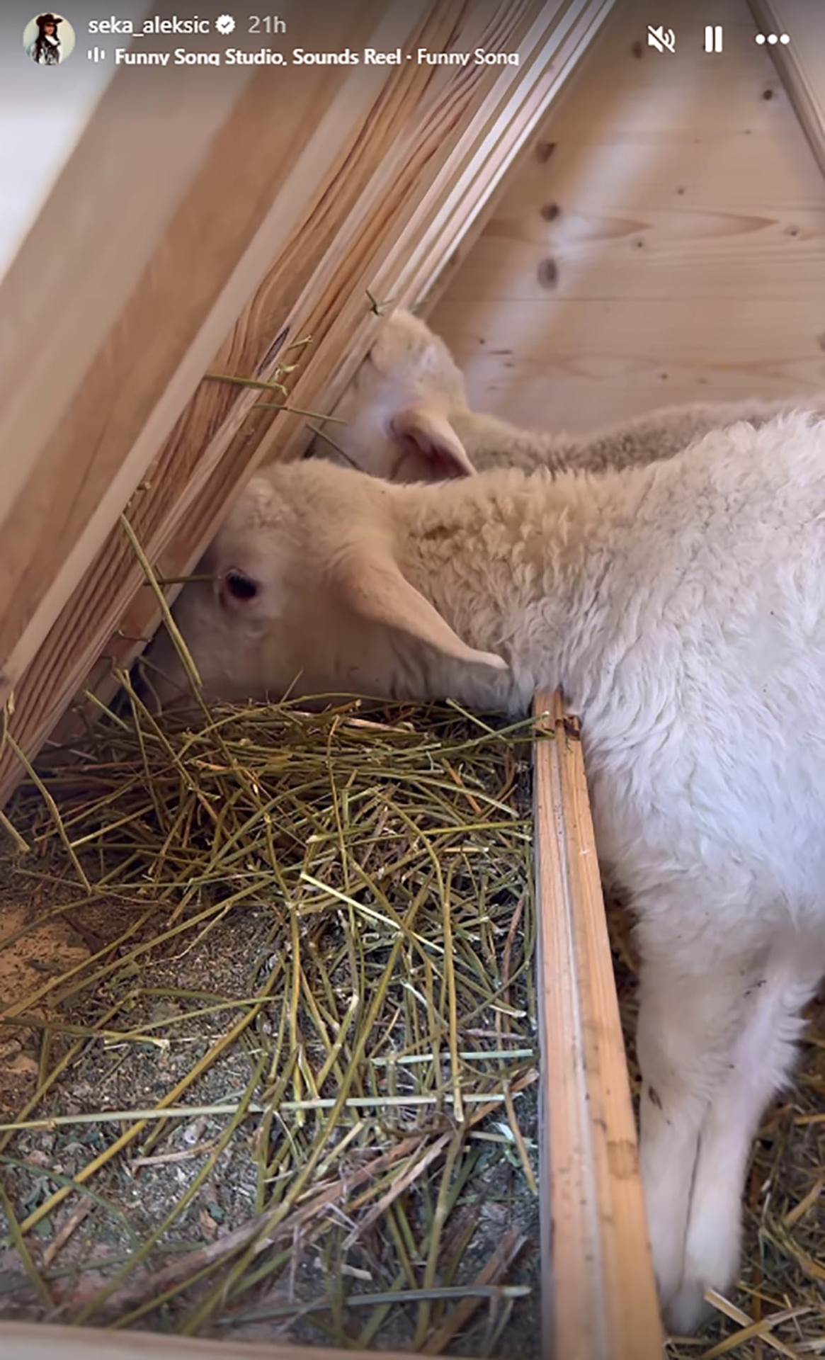 seka aleksić imanje (3).jpg