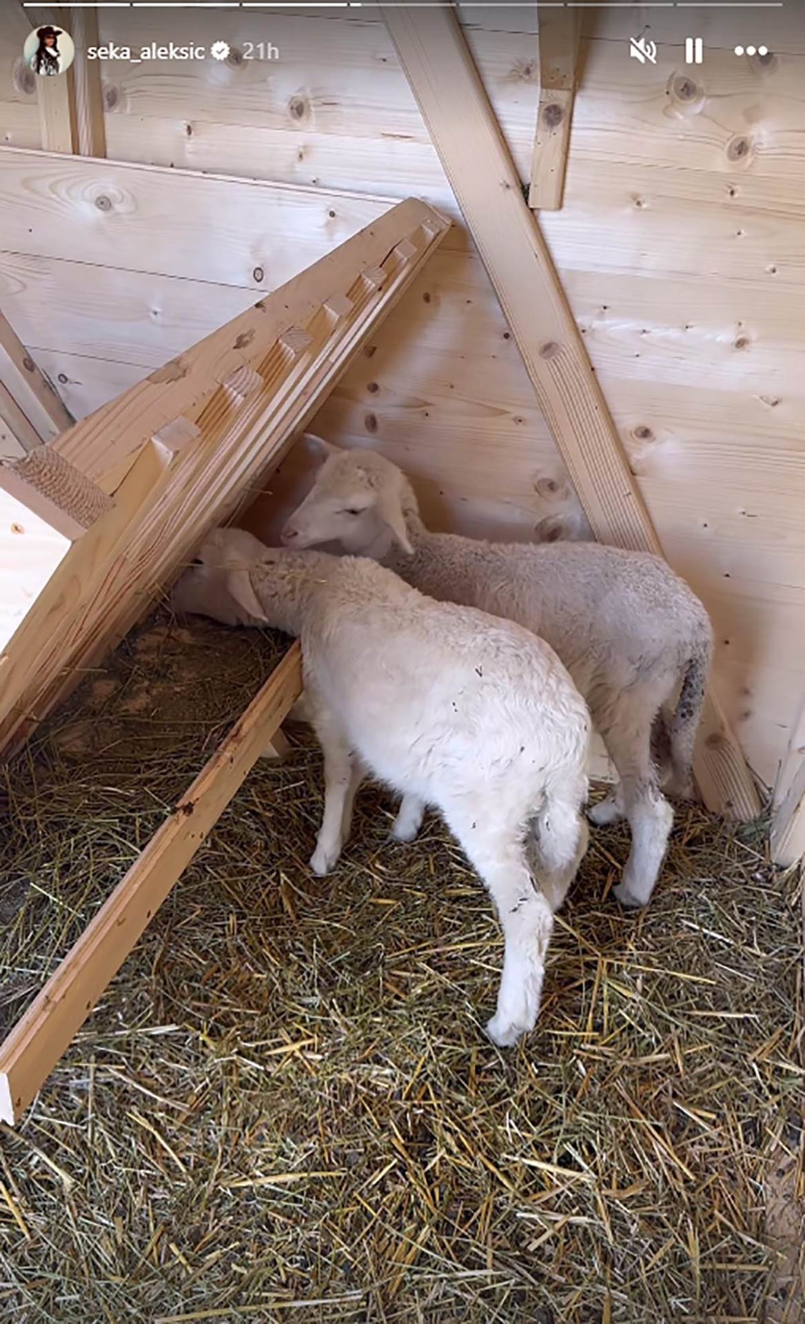 seka aleksić imanje (6).jpg