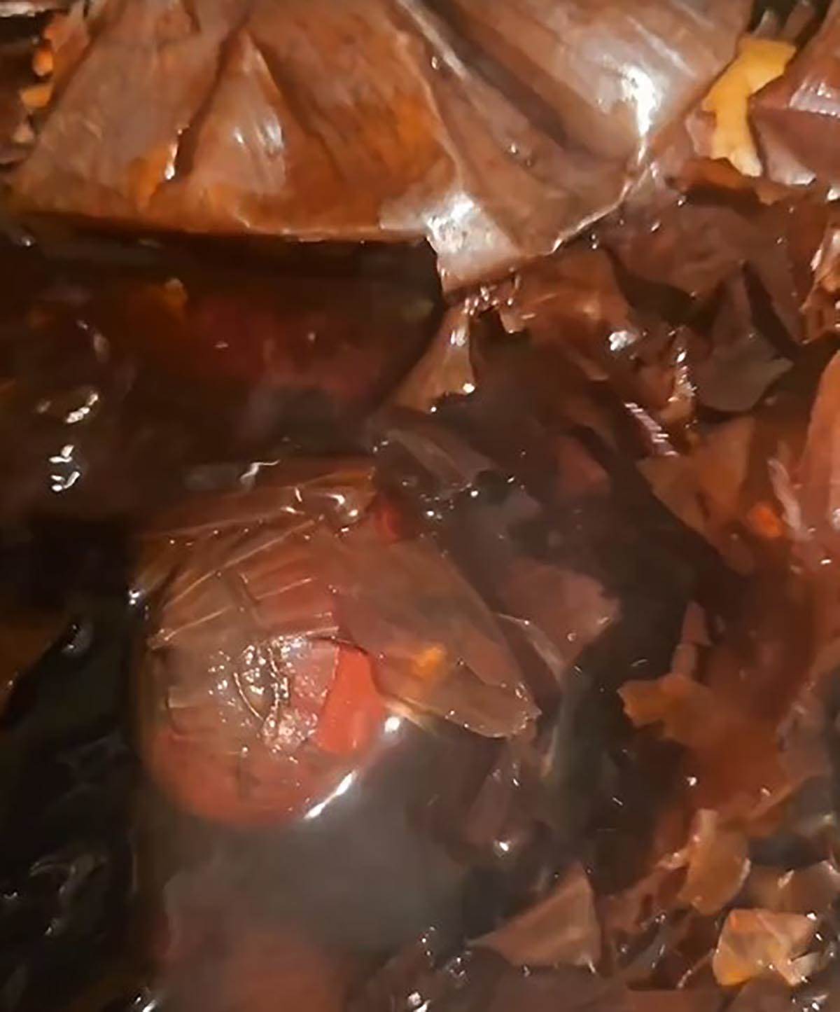 tamara vucic (4).jpg