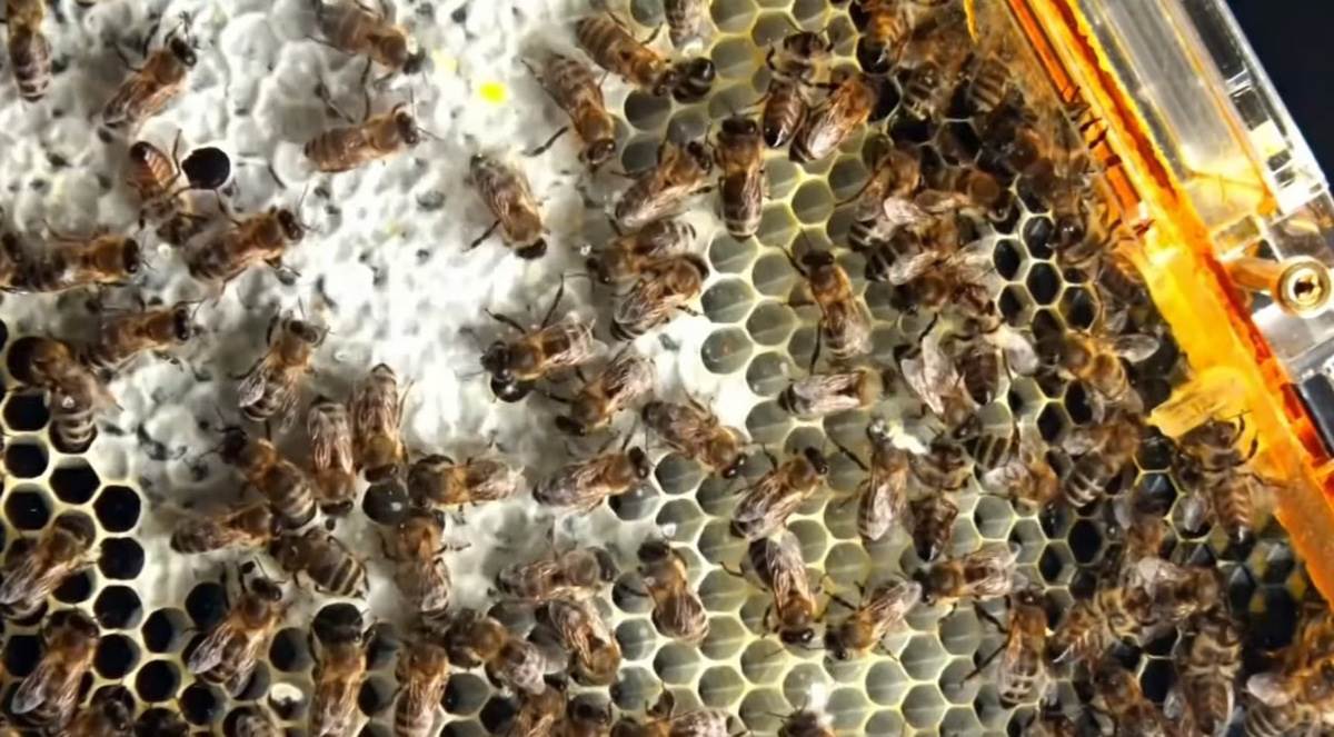 Sobna košnica (8).jpg