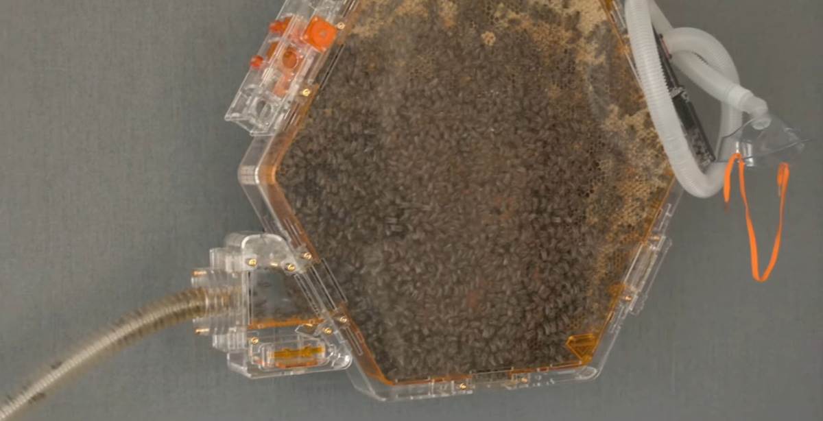 Sobna košnica (2).jpg