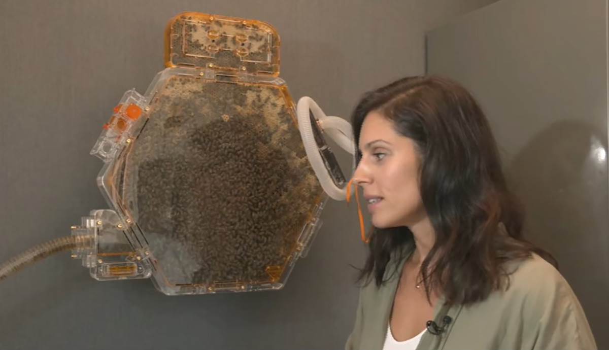 Sobna košnica (3).jpg