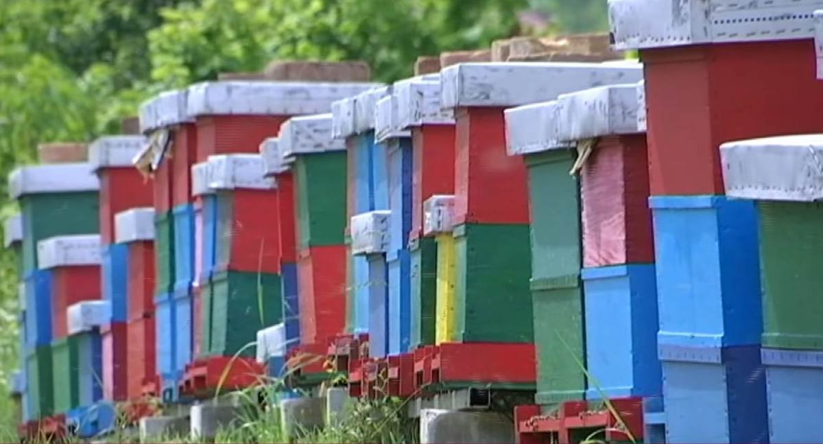 Sobna košnica (5).jpg