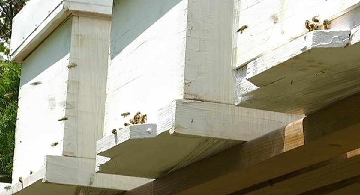 Sobna košnica (6).jpg