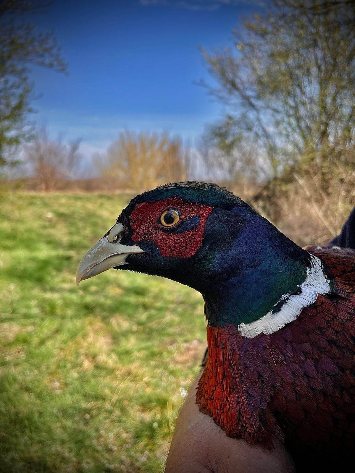 Tijana lovac (3) copy.jpg