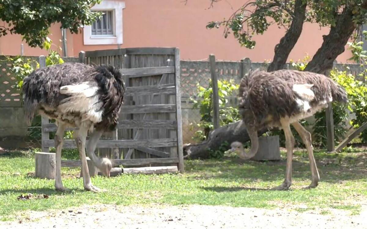 Ljubiša i Gordana (2).jpg