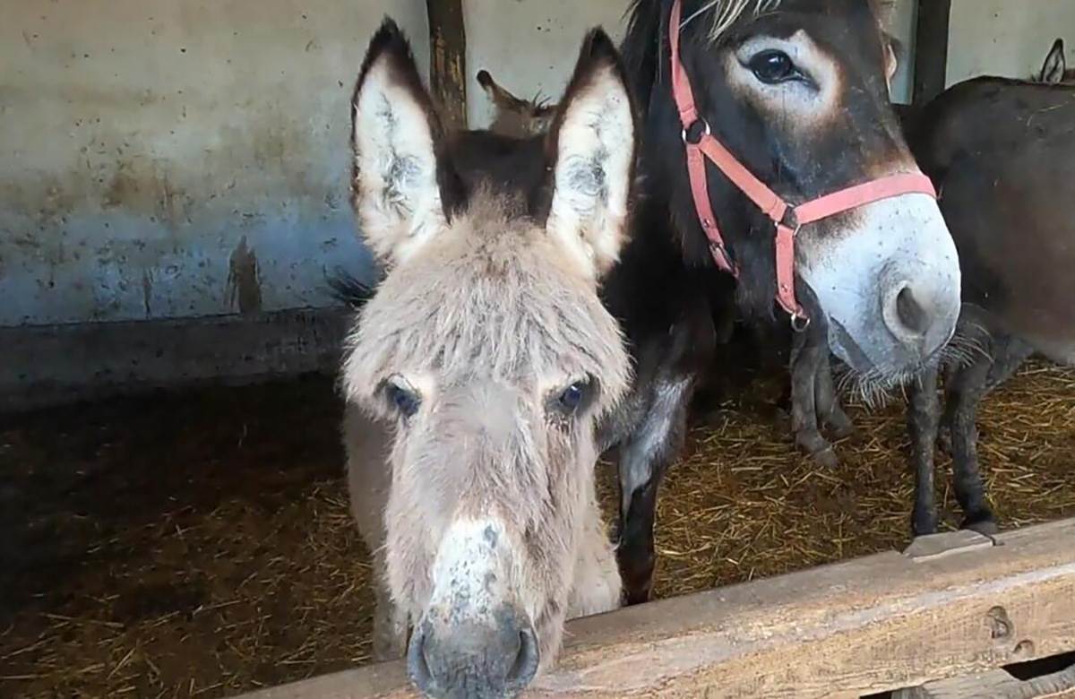 Ljubiša i Gordana (5).jpg