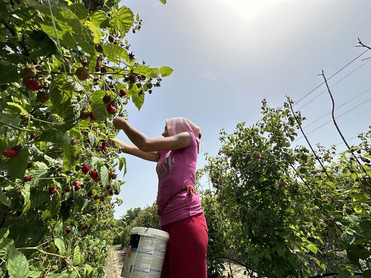 Toplotni talas drma Srbiju (5).jpg