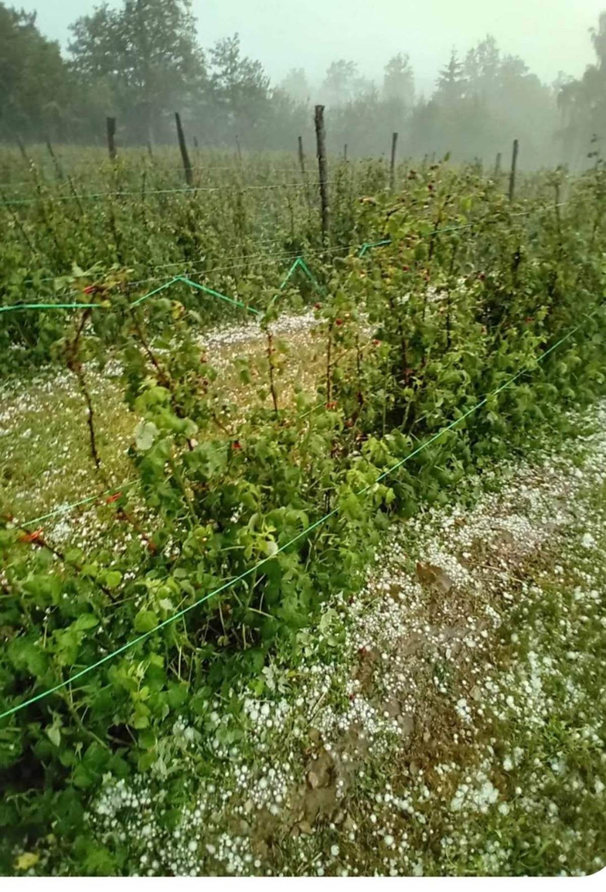 Njegoš izašao u malinjak (2).jpg