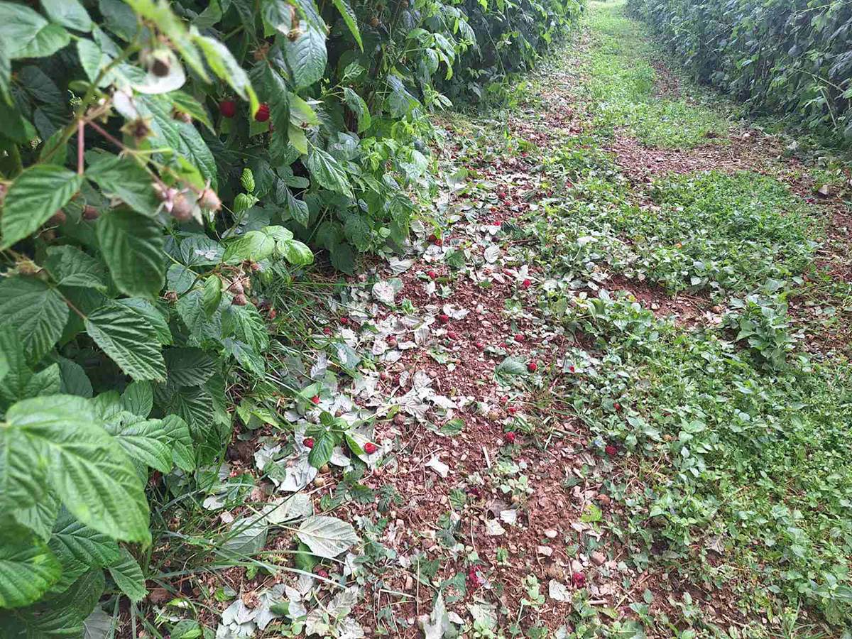 Njegoš izašao u malinjak (3).jpg