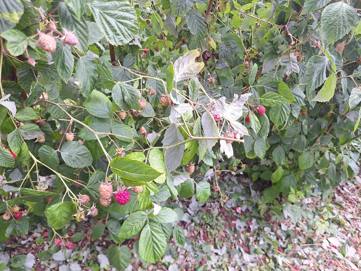 Njegoš izašao u malinjak (4).jpg