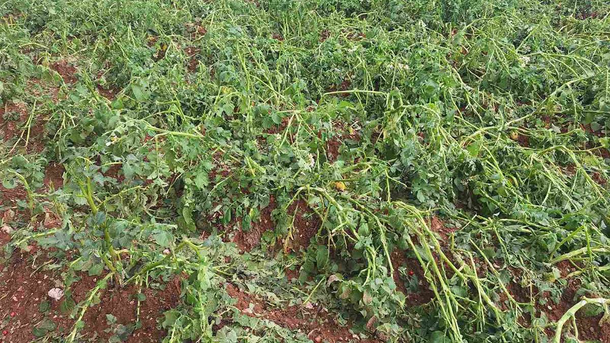 Njegoš izašao u malinjak (5).jpg