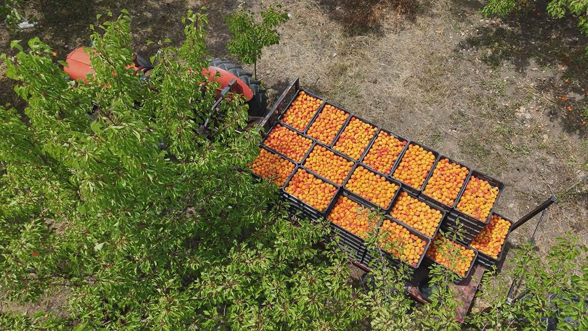 Berba kajsija u Miokivcima (3).jpg