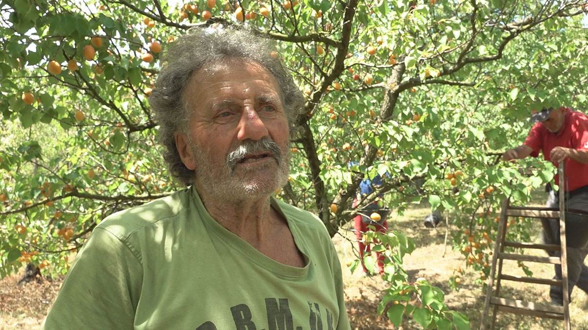 Berba kajsija u Miokivcima (4).jpg