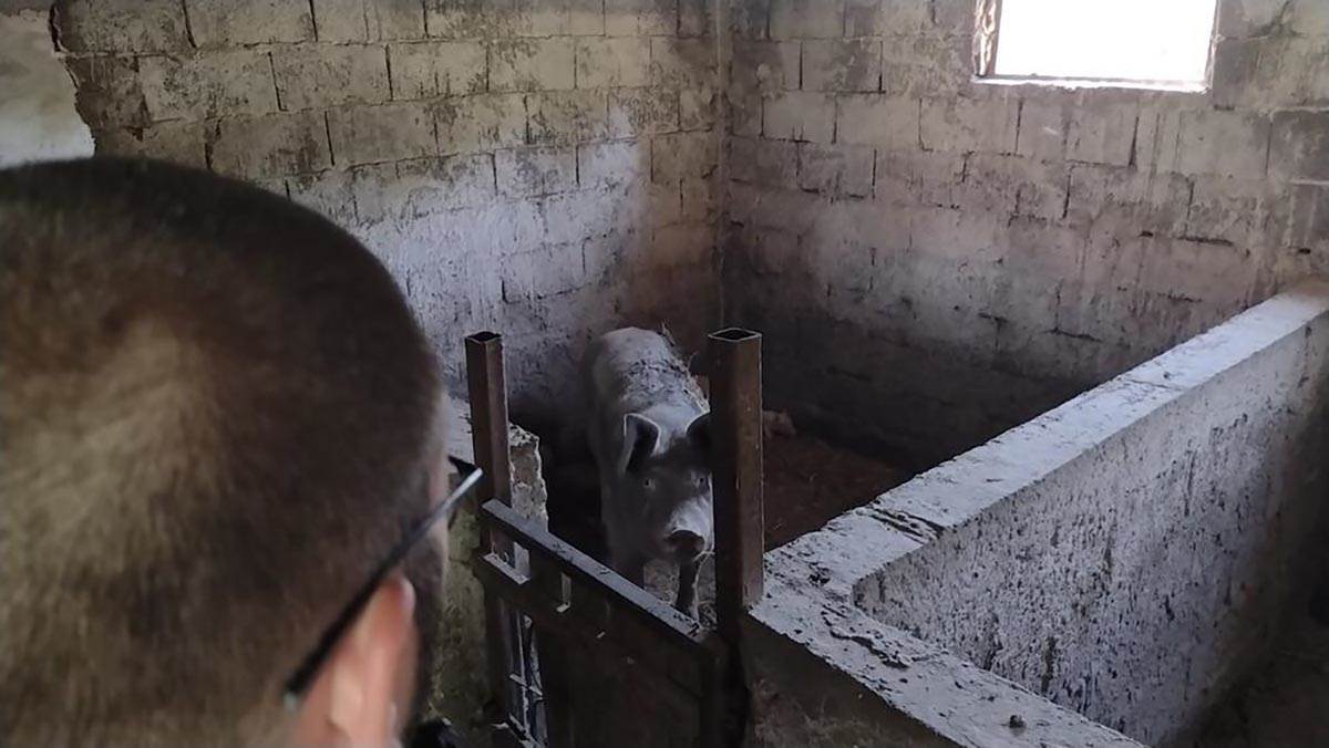 Snaja žene iz Aleksinca koju je napala svinja (1).jpg