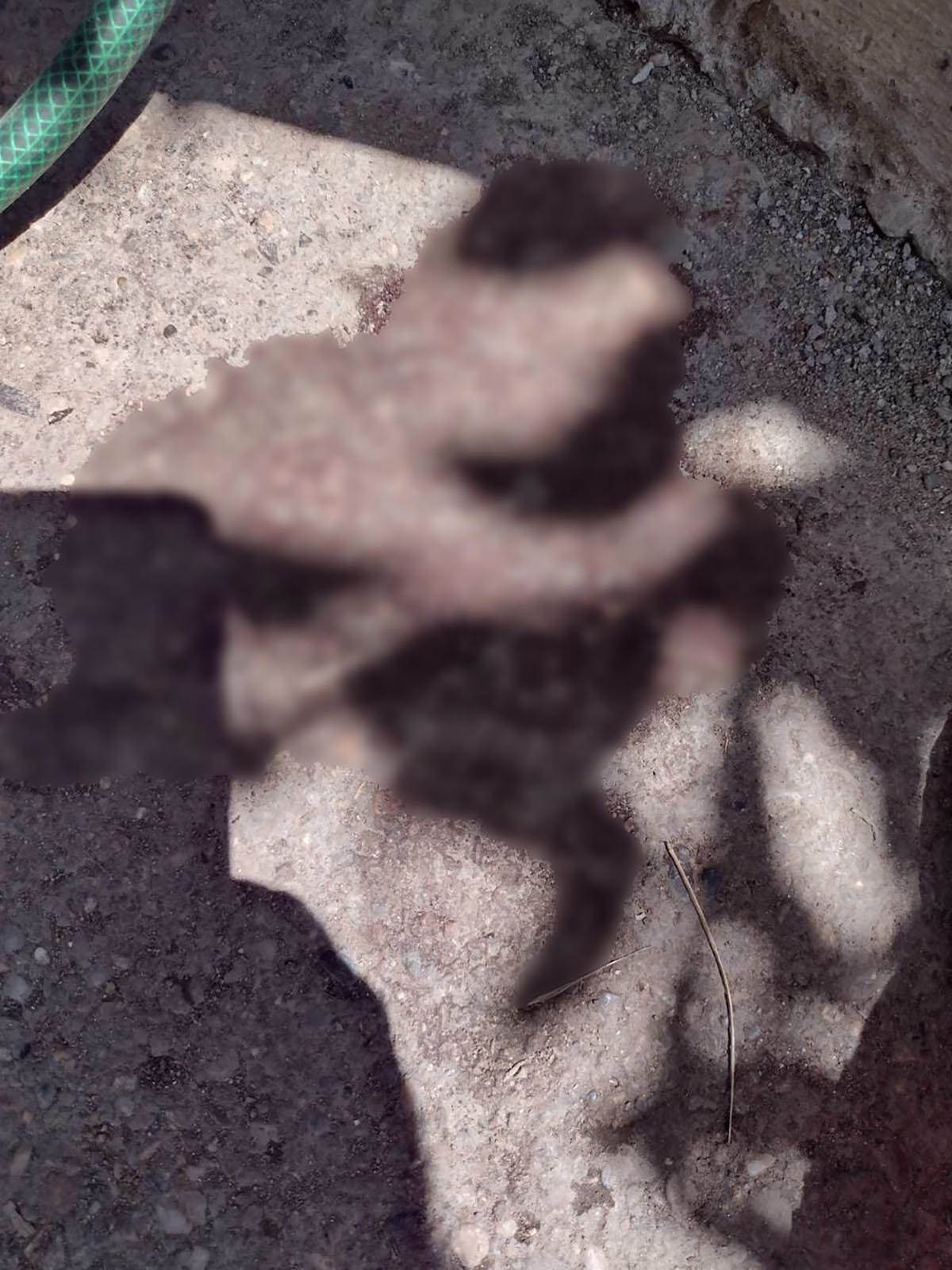 Snaja žene iz Aleksinca koju je napala svinja (2).jpg