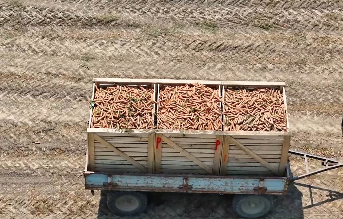 Ivana Tomić (4).jpg