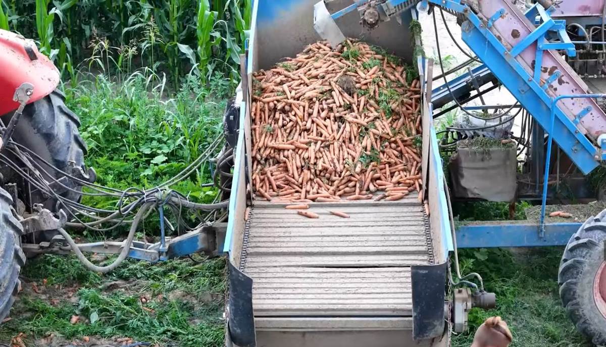 Ivana Tomić (5).jpg