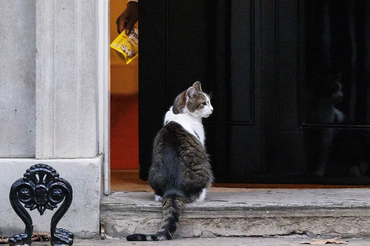 mačak Leri  (5).jpg