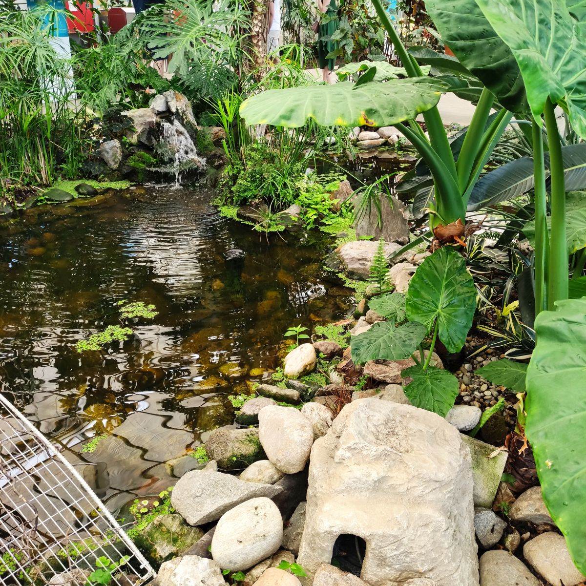 Slovenija farma orhideja.jpg