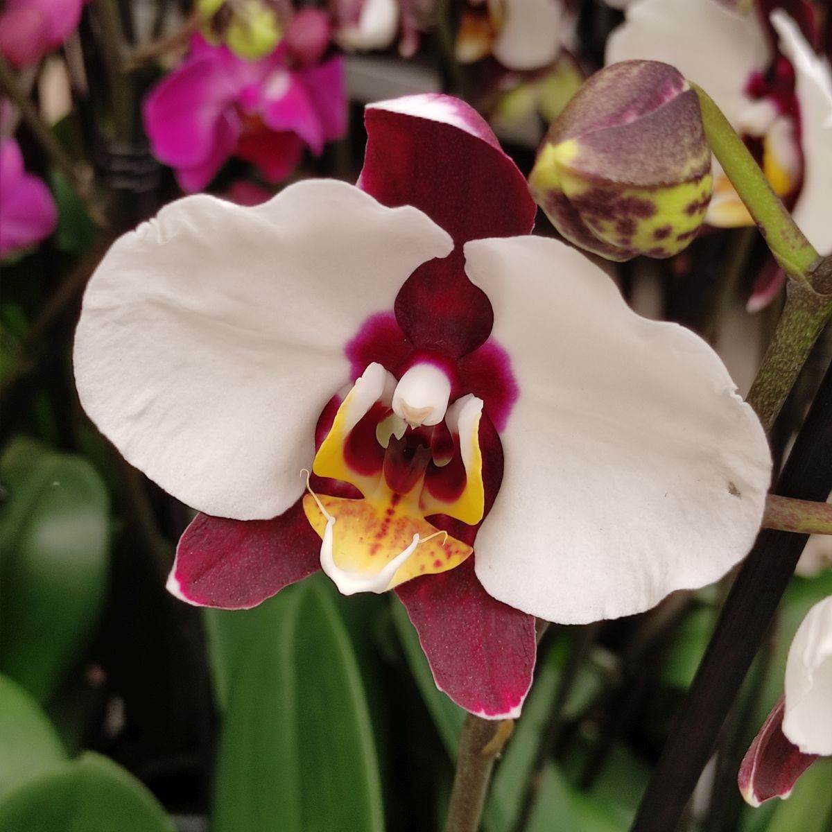 Slovenija farma orhideja1.jpg