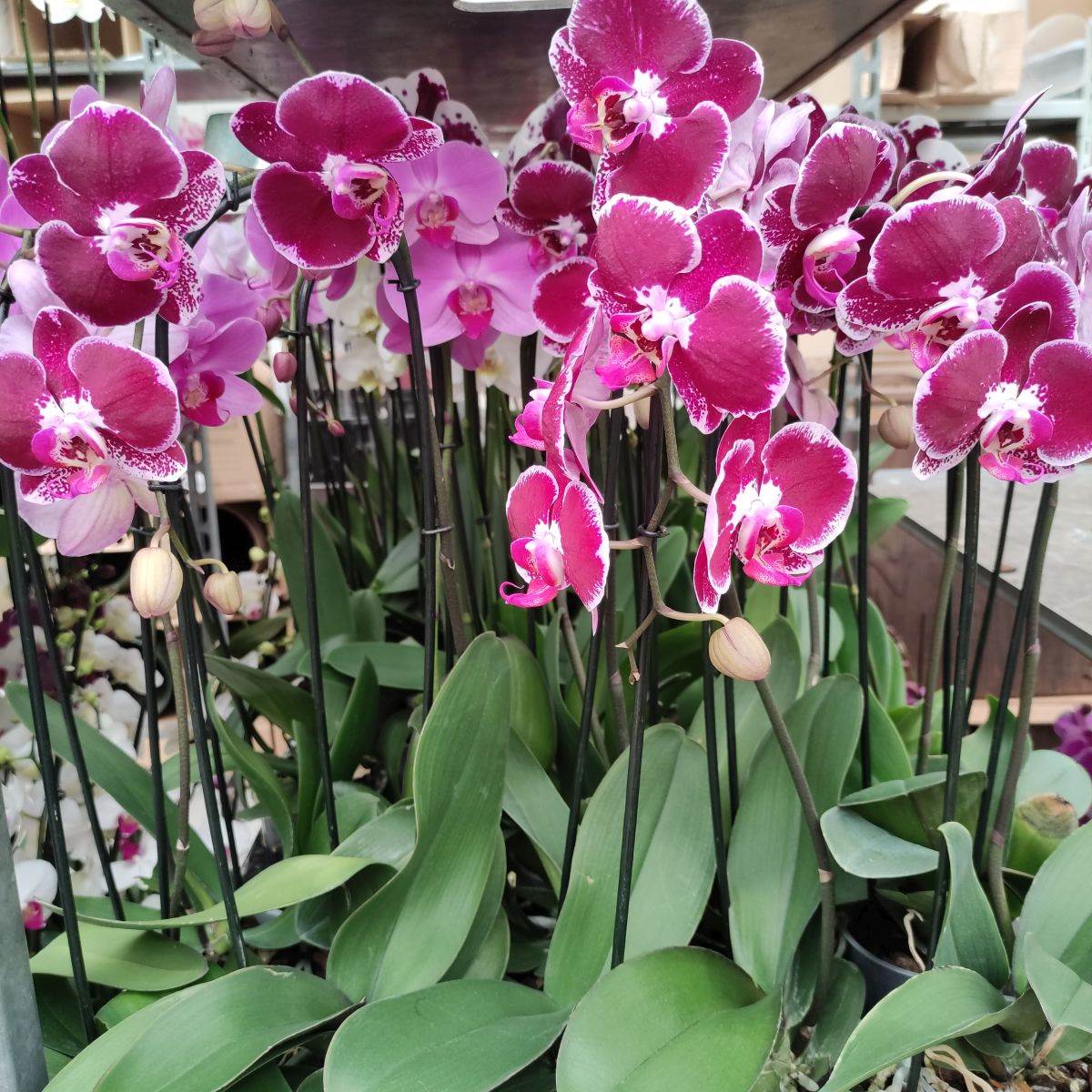 Slovenija farma orhideja2.jpg