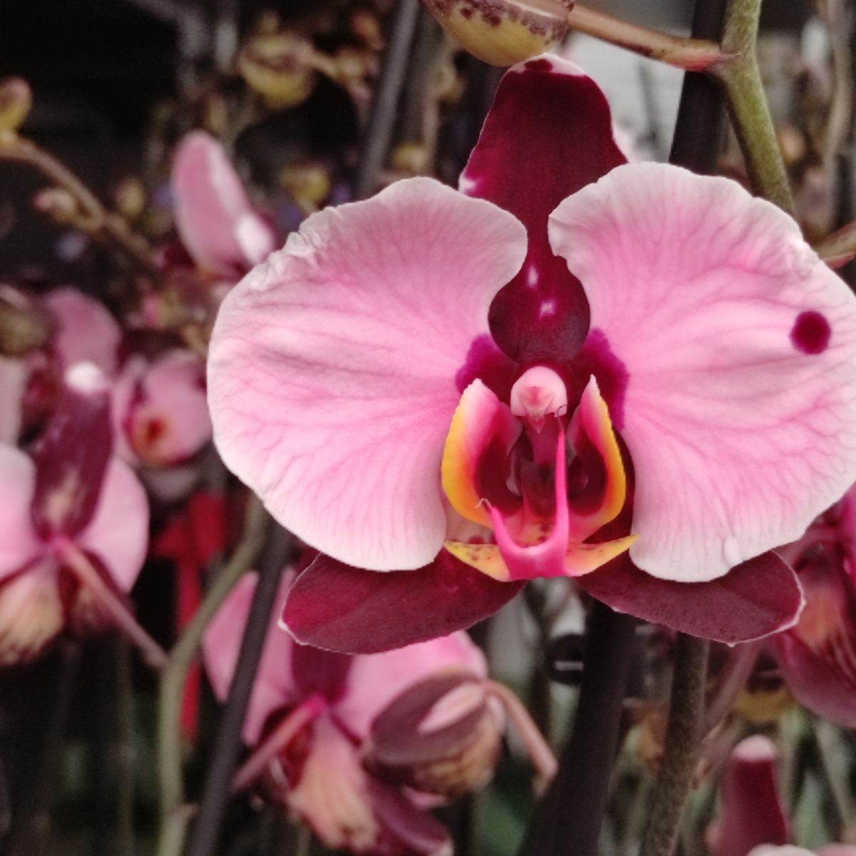 Slovenija farma orhideja3.jpg