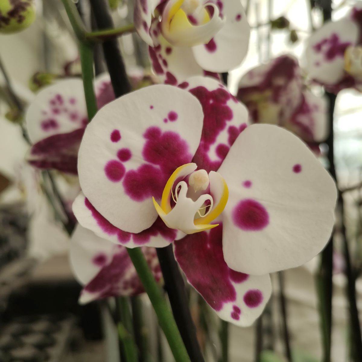 Slovenija farma orhideja4.jpg