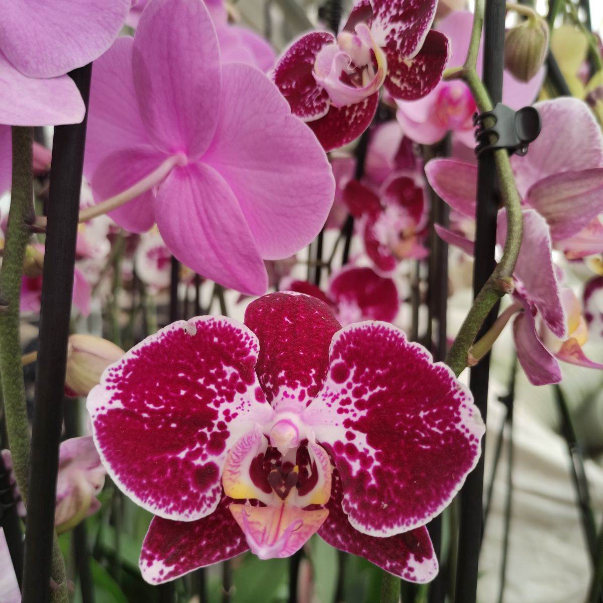 Slovenija farma orhideja5.jpg