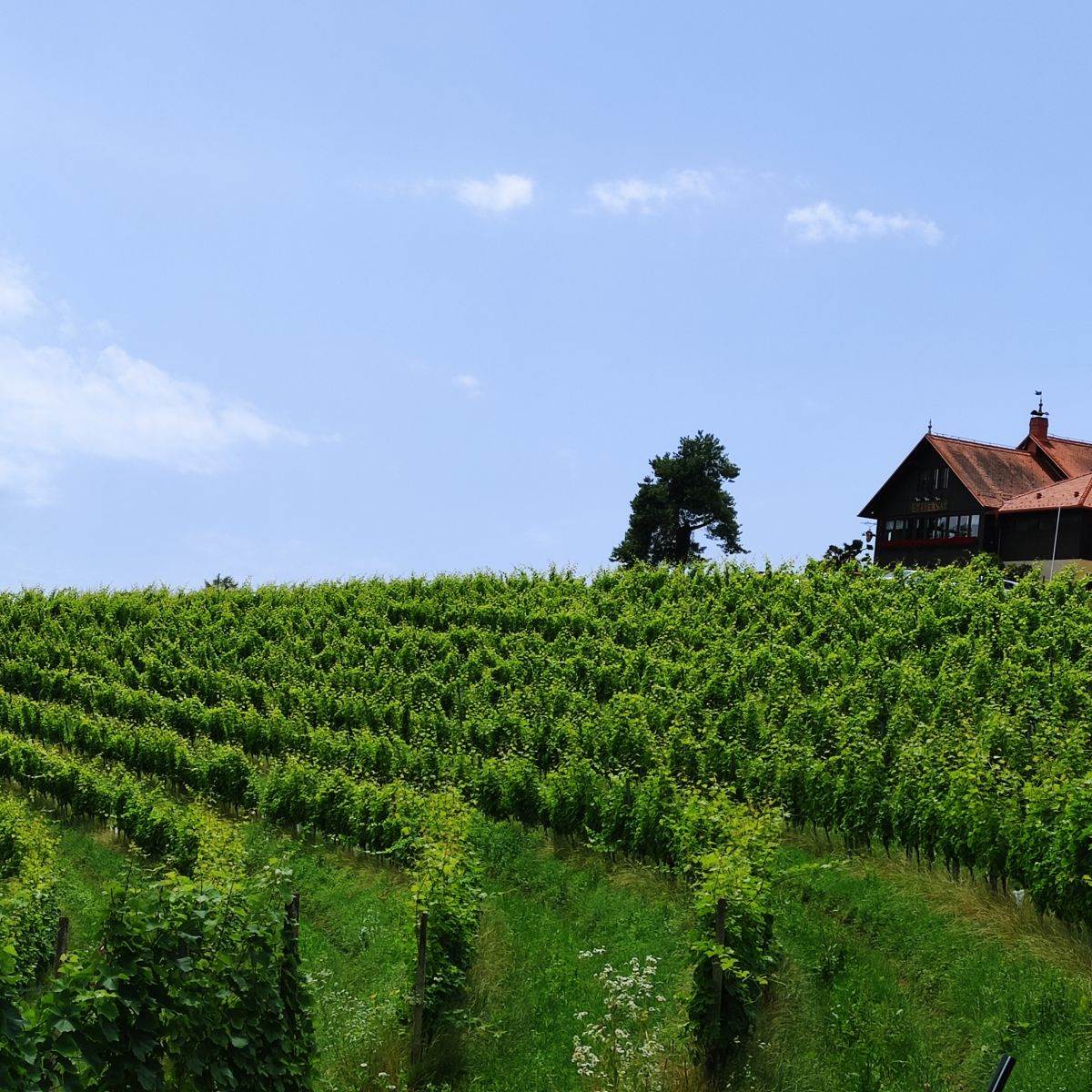 Slovenija Malek2.jpg