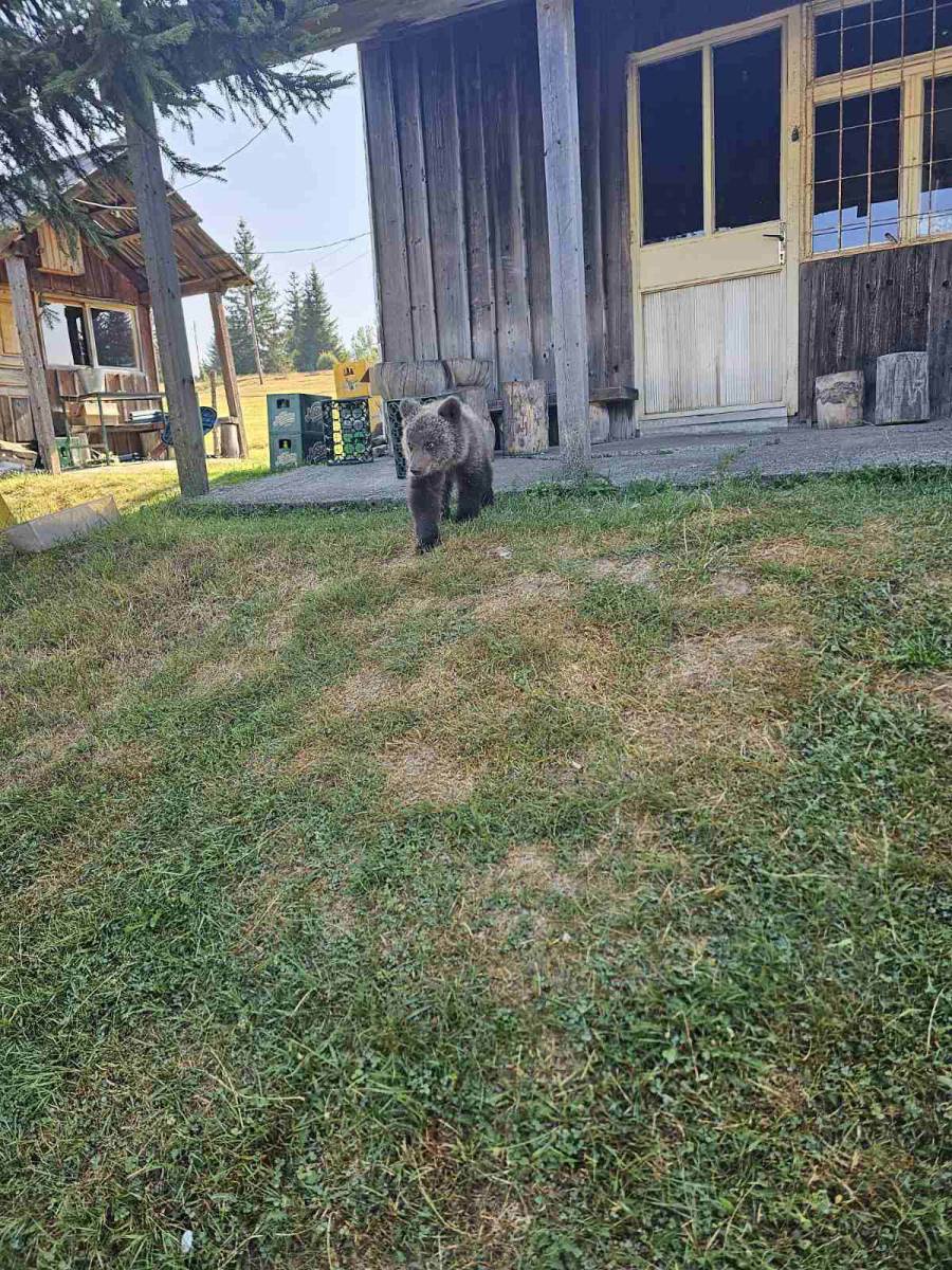 Mile spasio meče iz duboke jame (4).jpg