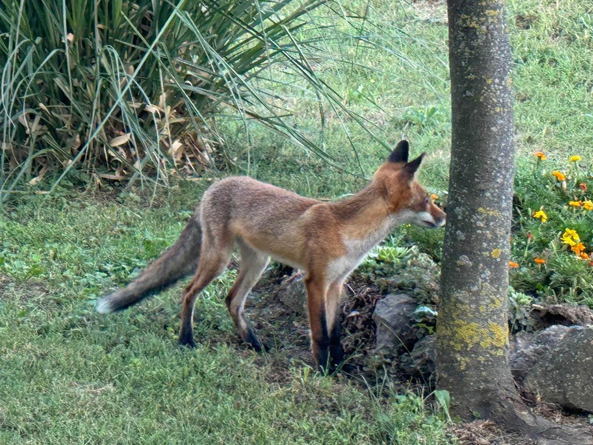 Lisica u selu kod Vršca