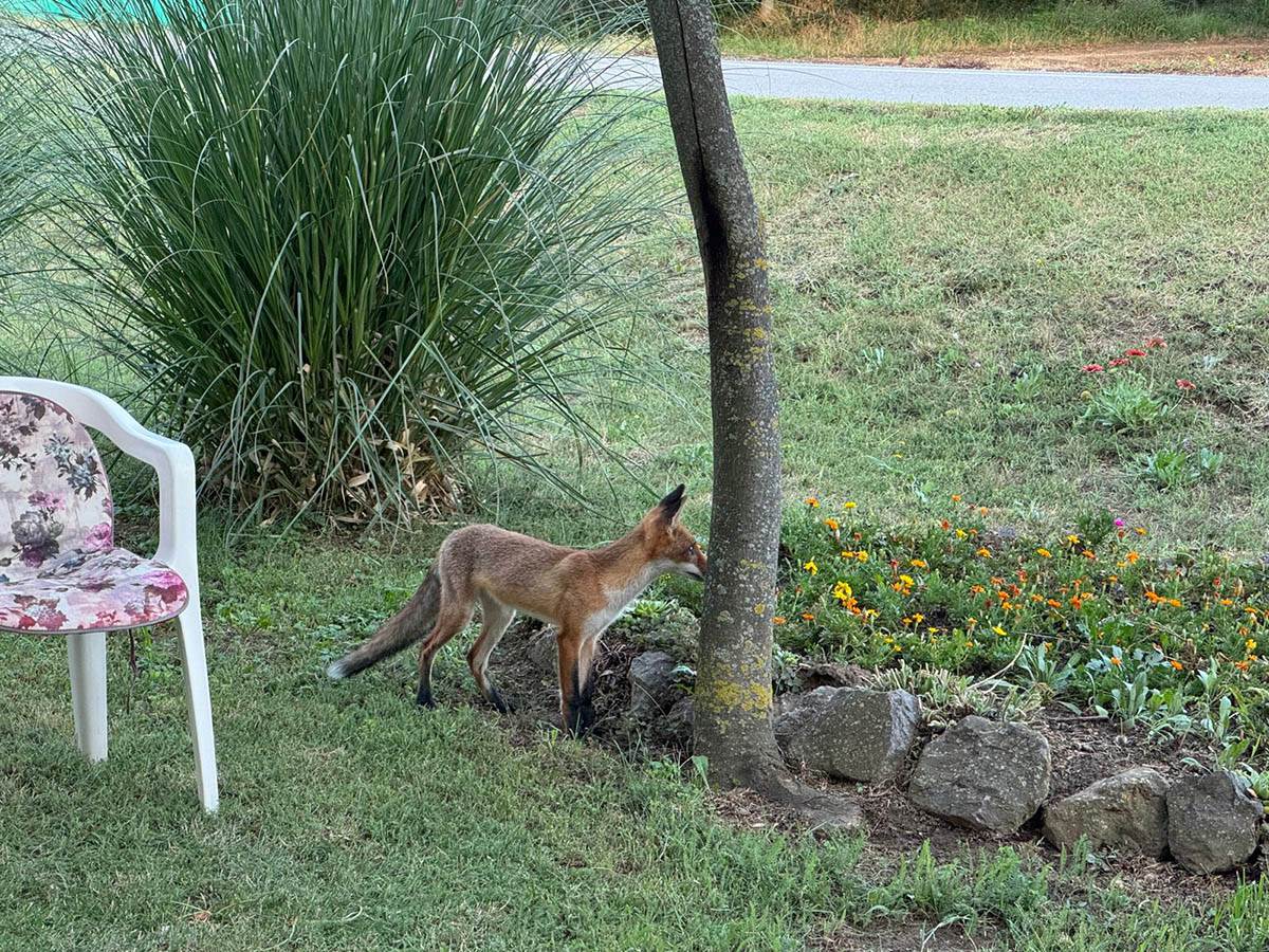 Lisica u selu kod Vršca (2).jpg