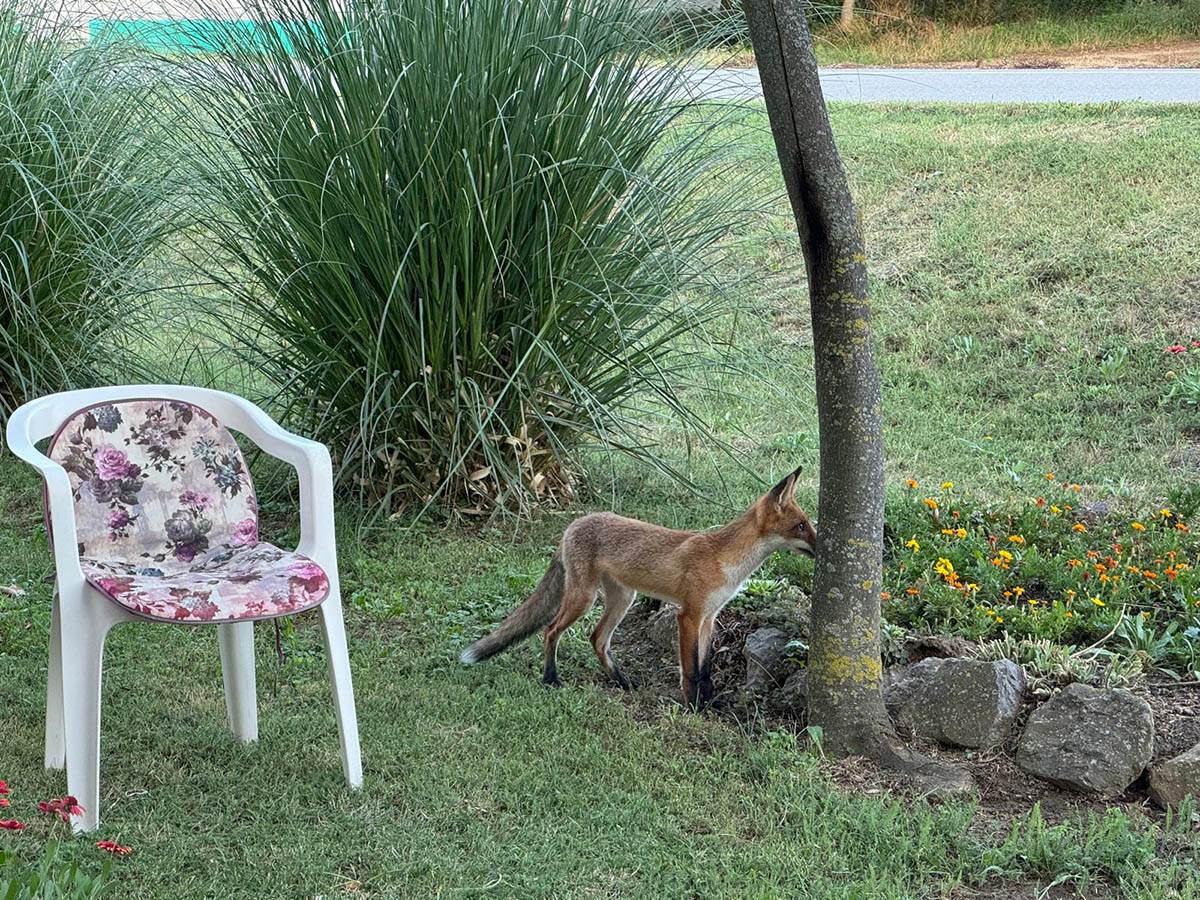 Lisica u selu kod Vršca (3).jpg