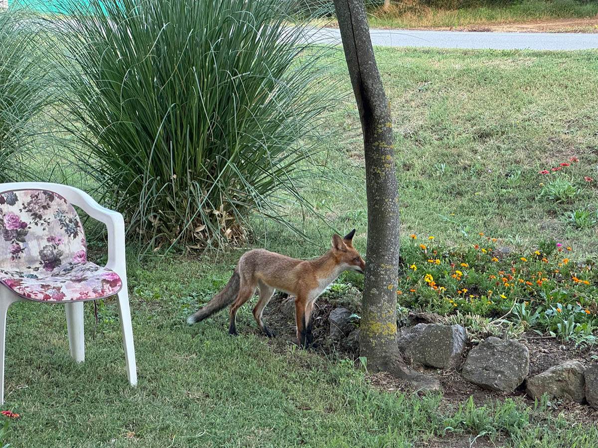 Lisica u selu kod Vršca (4).jpg