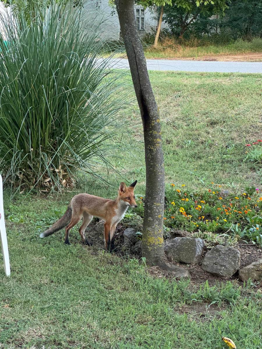 Lisica u selu kod Vršca (5).jpg