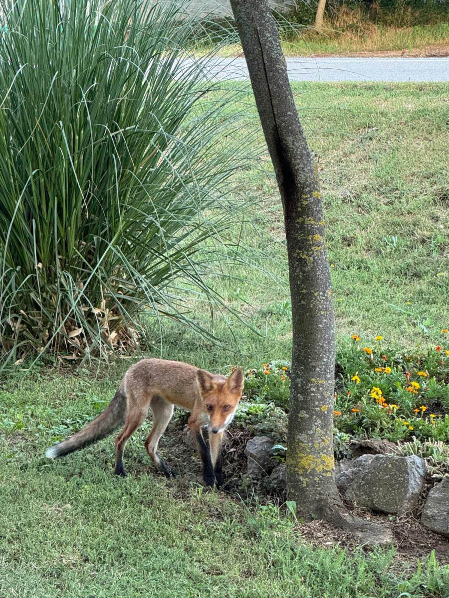 Lisica u selu kod Vršca (6).jpg