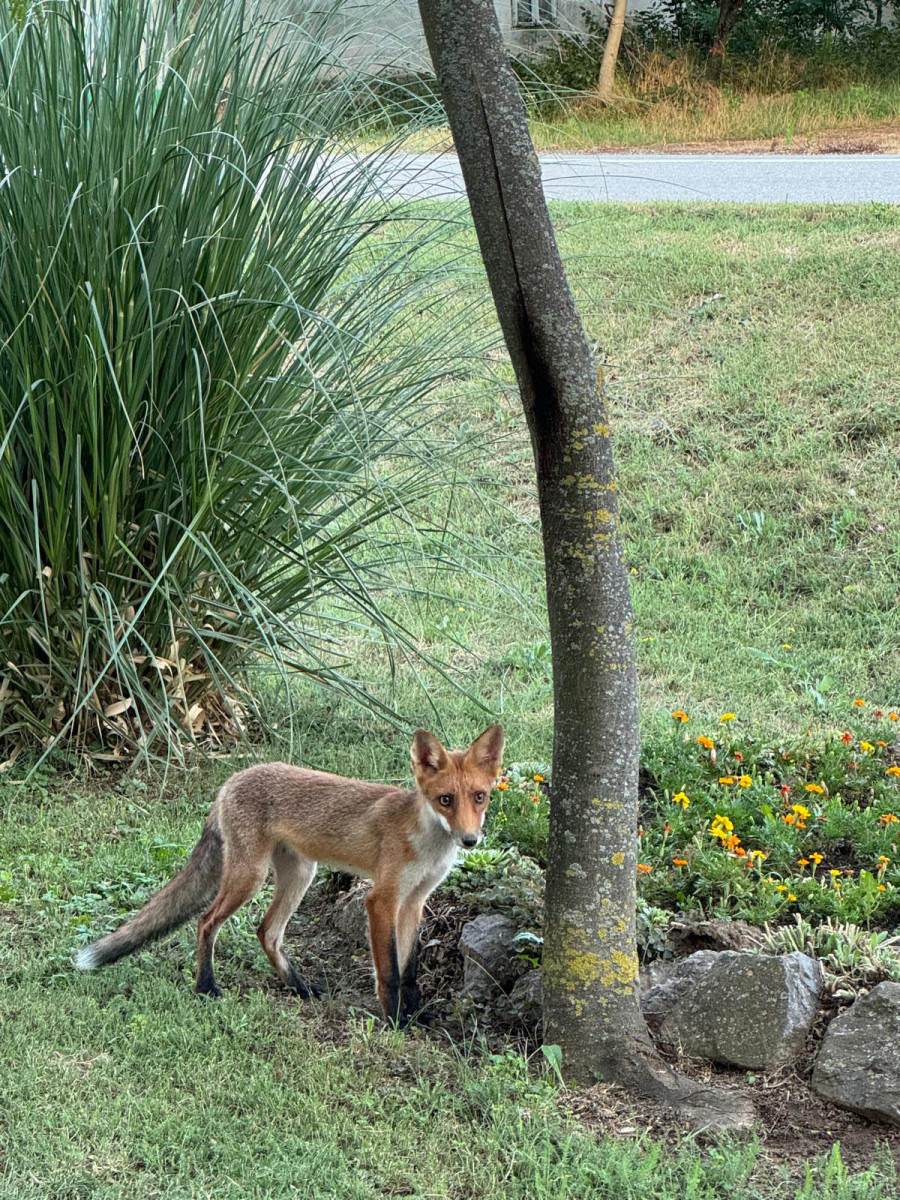 Lisica u selu kod Vršca (7).jpg